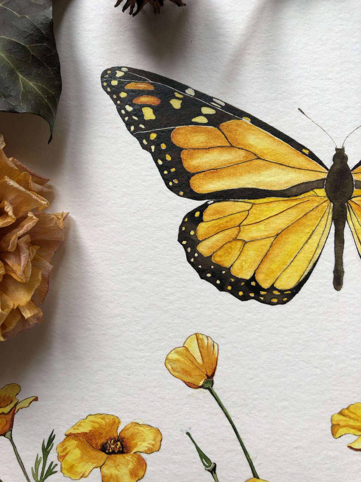 Monarch butterfly with poppies | maria mayrhofer